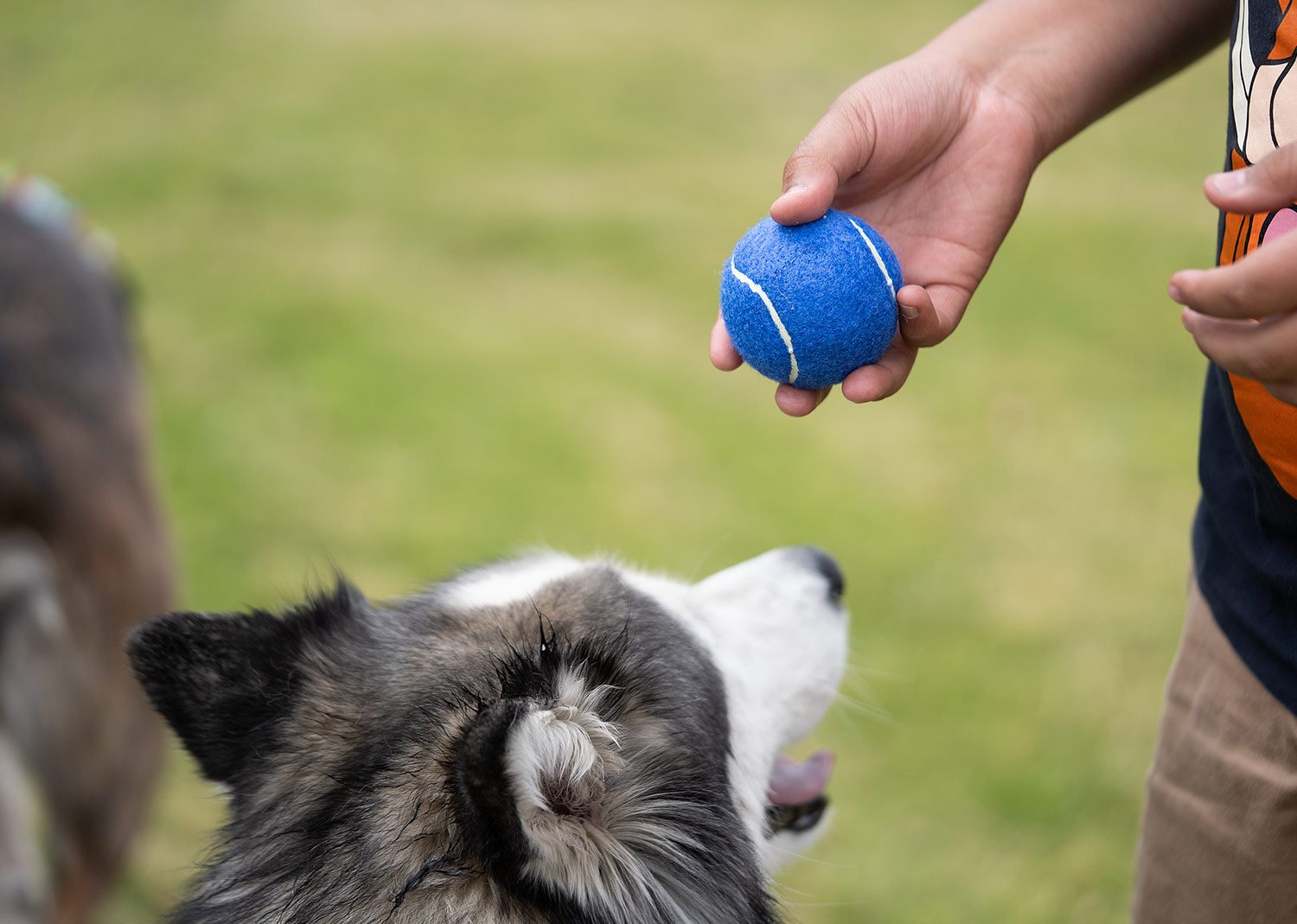 Pelota para mascotas Marley - Imagen 4