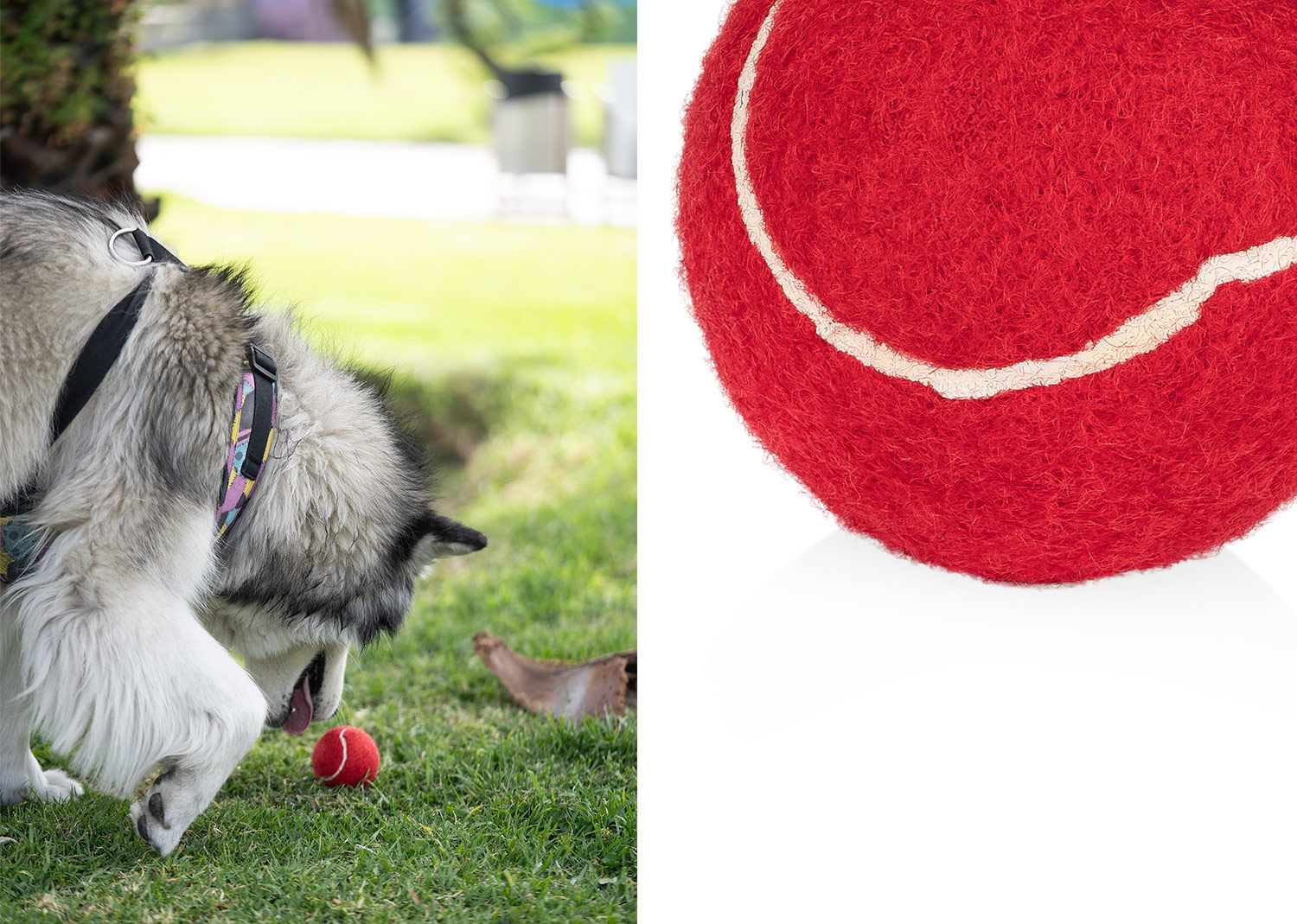Pelota para mascotas Marley - Imagen 7